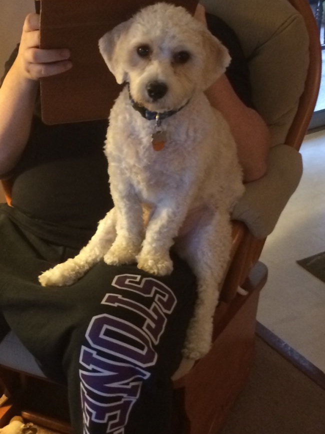 26 ревнивих тварин, які обрали свого чоловіка і не мають наміру ділити її з ким-то ще