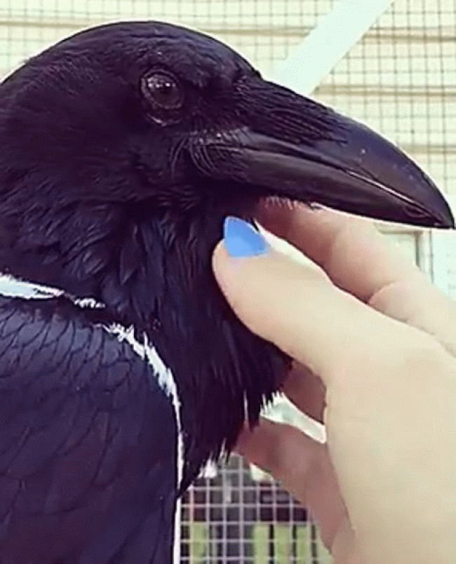 26 ревнивих тварин, які обрали свого чоловіка і не мають наміру ділити її з ким-то ще