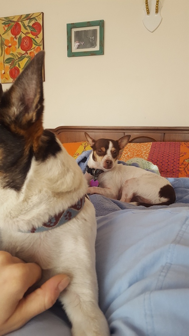 26 ревнивих тварин, які обрали свого чоловіка і не мають наміру ділити її з ким-то ще