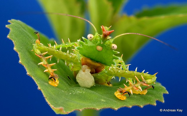 28 реальних істот, які зірвали куш в генетичній лотереї