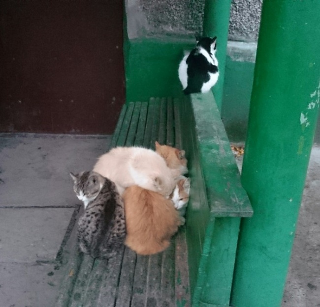 29 осіб, всю біль яких зрозуміють тільки інтроверти