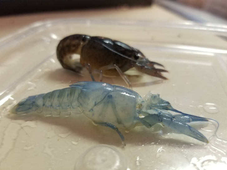 30+ речей, які мало хто бачив вживу