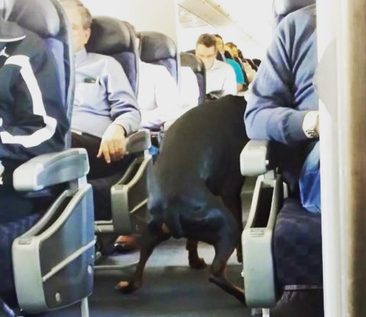 30 типів пасажирів, з якими ви точно не захочете сидіти на сусідніх кріслах