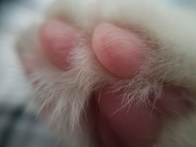 34 рідкісних фото, після перегляду яких ви скажете: «Очманіти!»