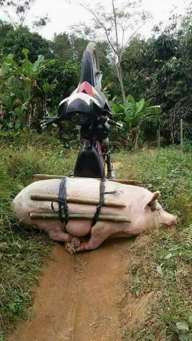 34 рідкісних фото, після перегляду яких ви скажете: «Очманіти!»