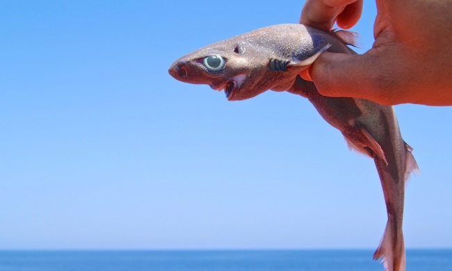 34 рідкісних фото, після перегляду яких ви скажете: «Очманіти!»