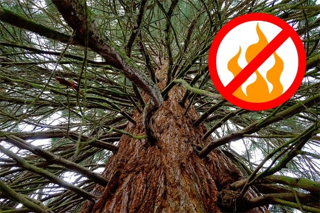 6 міфів про дерева, в які ми все ще віримо