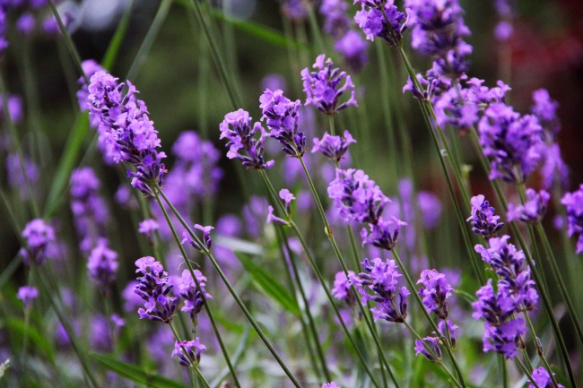 8 рослин, які відлякують комарів на ура