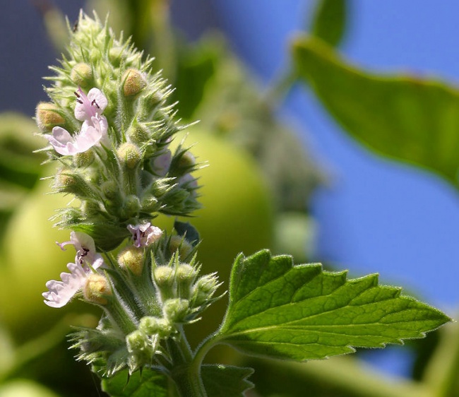 8 рослин, які відлякують комарів на ура