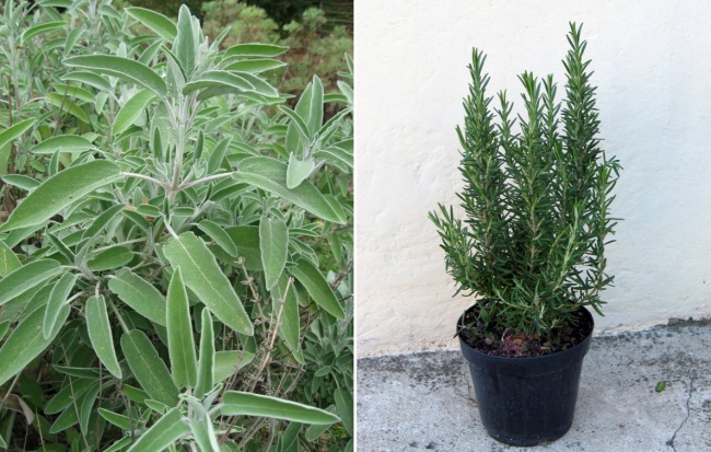 8 рослин, які відлякують комарів на ура