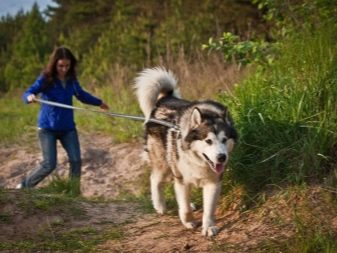 Північні породи собак (25 фото): назви та опис білих і інших собак великих і маленьких розмірів, які живуть на Півночі