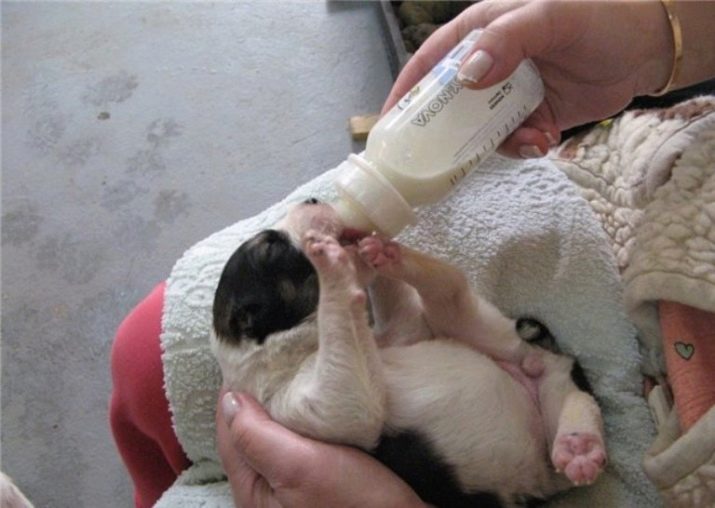 Можно кормить щенка молоком. Смеси для вскармливания новорожденных щенят. Прикармливание щенков первое. Молоко для вскармливания щенков. Прикорм щенков в месяц.