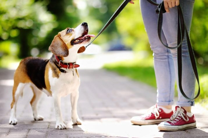 Прогулянка з собакою: коли і скільки разів на день можна гуляти з щеням? Як правильно вигулювати собак? Чи потрібно мити лапи після прогулянки?