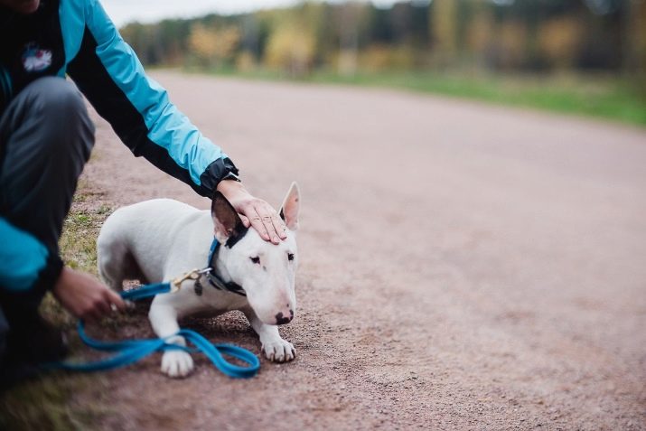 Прогулянка з собакою: коли і скільки разів на день можна гуляти з щеням? Як правильно вигулювати собак? Чи потрібно мити лапи після прогулянки?