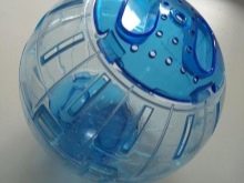 Прогулянковий куля для хом’яків (28 фото): для чого потрібен біговій кулька? Як навчити хом’ячка в ньому бігати?