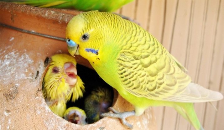 Режим годування хвилястого папуги