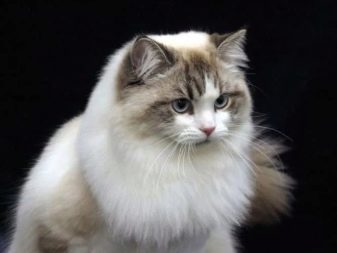 Рагамаффин (31 фото): опис породи кішок, особливості характеру котів. Кошенята чорного, білого та іншого забарвлення