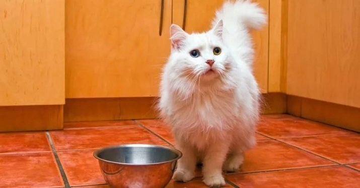 Рагамаффин (31 фото): опис породи кішок, особливості характеру котів. Кошенята чорного, білого та іншого забарвлення