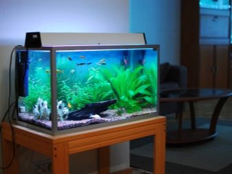 Ремонт акваріума (29 фото): що робити, якщо він потік по шву? Як відремонтувати акваріум своїми руками в домашніх умовах, щоб усунути текти?