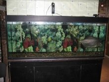 Ремонт акваріума (29 фото): що робити, якщо він потік по шву? Як відремонтувати акваріум своїми руками в домашніх умовах, щоб усунути текти?