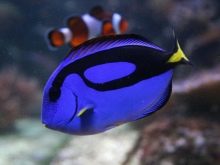Рибка мандаринка (16 фото): опис акваріумної риби, особливості її змісту в акваріумі