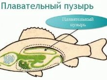 Рибка телескоп (36 фото): особливості утримання акваріумних риб чорного і золотого кольорів, основи догляду за акваріумом. З ким вживаються такі риби і скільки вони живуть?