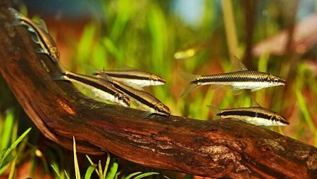 Рибка водорослеед (18 фото): різновиди акваріумних риб, які їдять водорості, сумісність сіамських водорослеедов з іншими рибами