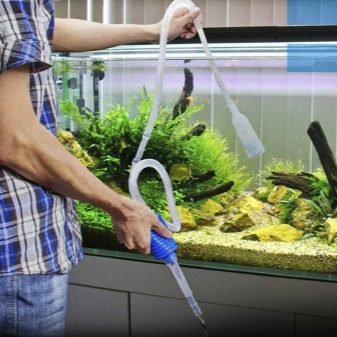 Рибка водорослеед (18 фото): різновиди акваріумних риб, які їдять водорості, сумісність сіамських водорослеедов з іншими рибами