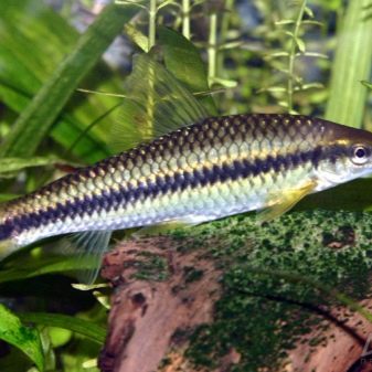 Рибка водорослеед (18 фото): різновиди акваріумних риб, які їдять водорості, сумісність сіамських водорослеедов з іншими рибами