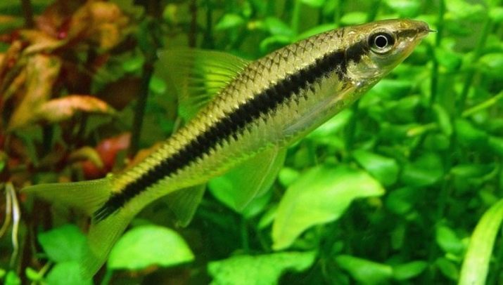 Рибка водорослеед (18 фото): різновиди акваріумних риб, які їдять водорості, сумісність сіамських водорослеедов з іншими рибами