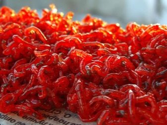 Рибка водорослеед (18 фото): різновиди акваріумних риб, які їдять водорості, сумісність сіамських водорослеедов з іншими рибами