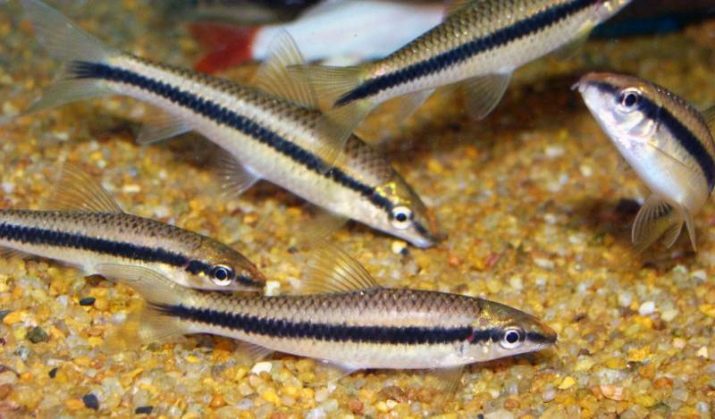 Рибка водорослеед (18 фото): різновиди акваріумних риб, які їдять водорості, сумісність сіамських водорослеедов з іншими рибами