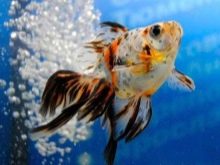 Рибка вуалехвоста (21 фото): особливості та різновиди акваріумних вуалехвостых риб. Як відрізнити самця від самки? Правила догляду та утримання