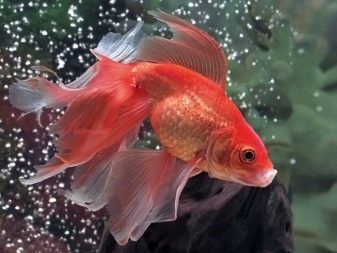 Рибка вуалехвоста (21 фото): особливості та різновиди акваріумних вуалехвостых риб. Як відрізнити самця від самки? Правила догляду та утримання