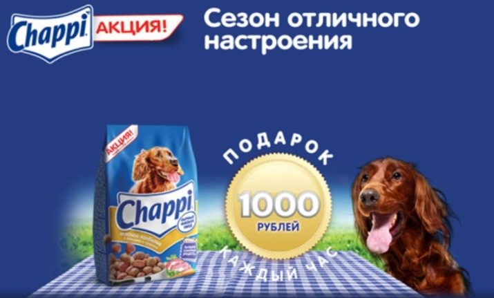 Ірландський сетер (46 фото): характеристика породи. Чому собак називають червоними? Характер дорослих собак, догляд за цуценятами в домашніх умовах