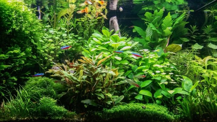 Родостомус (21 фото): зміст акваріумної рибки, сумісність тетри красноносой з іншими рибами, розведення родостомусов в домашніх умовах