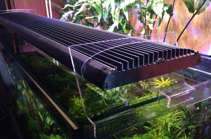 Родостомус (21 фото): зміст акваріумної рибки, сумісність тетри красноносой з іншими рибами, розведення родостомусов в домашніх умовах