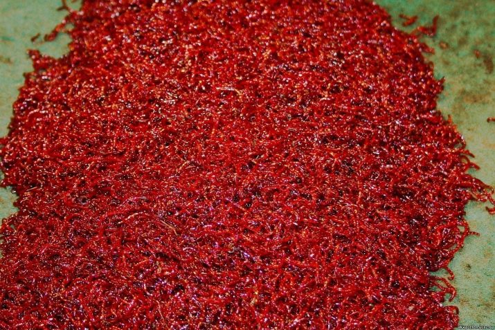 Родостомус (21 фото): зміст акваріумної рибки, сумісність тетри красноносой з іншими рибами, розведення родостомусов в домашніх умовах