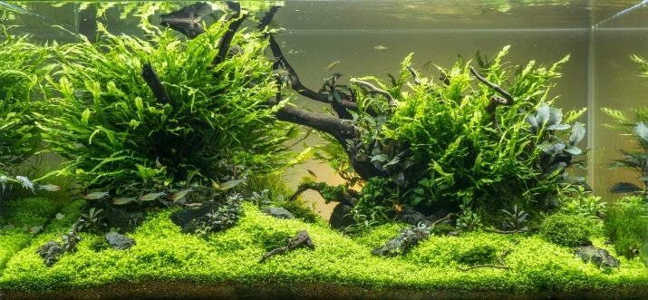 Родостомус (21 фото): зміст акваріумної рибки, сумісність тетри красноносой з іншими рибами, розведення родостомусов в домашніх умовах