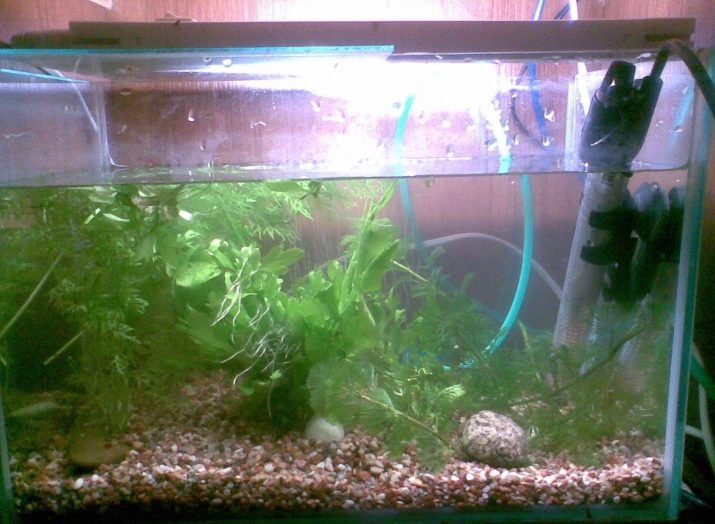 Родостомус (21 фото): зміст акваріумної рибки, сумісність тетри красноносой з іншими рибами, розведення родостомусов в домашніх умовах