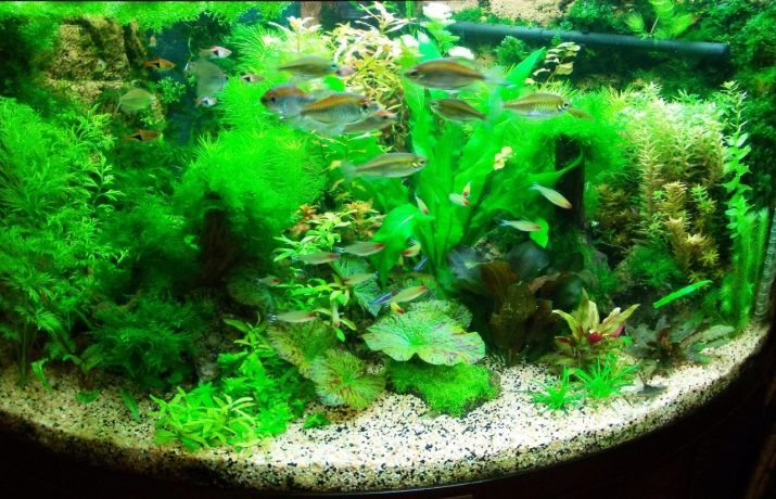 Родостомус (21 фото): зміст акваріумної рибки, сумісність тетри красноносой з іншими рибами, розведення родостомусов в домашніх умовах