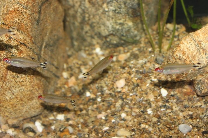 Родостомус (21 фото): зміст акваріумної рибки, сумісність тетри красноносой з іншими рибами, розведення родостомусов в домашніх умовах