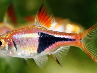 Родостомус (21 фото): зміст акваріумної рибки, сумісність тетри красноносой з іншими рибами, розведення родостомусов в домашніх умовах