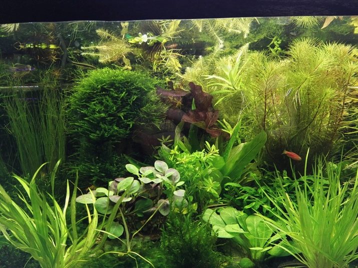 Родостомус (21 фото): зміст акваріумної рибки, сумісність тетри красноносой з іншими рибами, розведення родостомусов в домашніх умовах