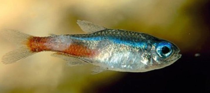 Родостомус (21 фото): зміст акваріумної рибки, сумісність тетри красноносой з іншими рибами, розведення родостомусов в домашніх умовах