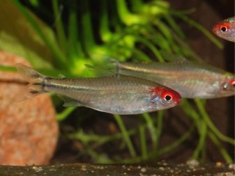 Родостомус (21 фото): зміст акваріумної рибки, сумісність тетри красноносой з іншими рибами, розведення родостомусов в домашніх умовах