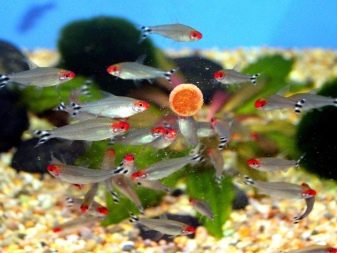 Родостомус (21 фото): зміст акваріумної рибки, сумісність тетри красноносой з іншими рибами, розведення родостомусов в домашніх умовах