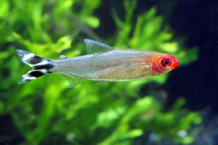 Родостомус (21 фото): зміст акваріумної рибки, сумісність тетри красноносой з іншими рибами, розведення родостомусов в домашніх умовах