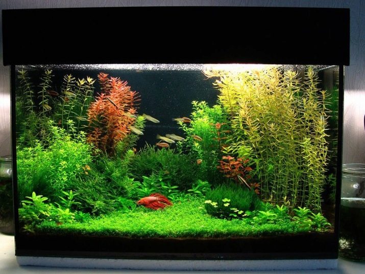 Родостомус (21 фото): зміст акваріумної рибки, сумісність тетри красноносой з іншими рибами, розведення родостомусов в домашніх умовах