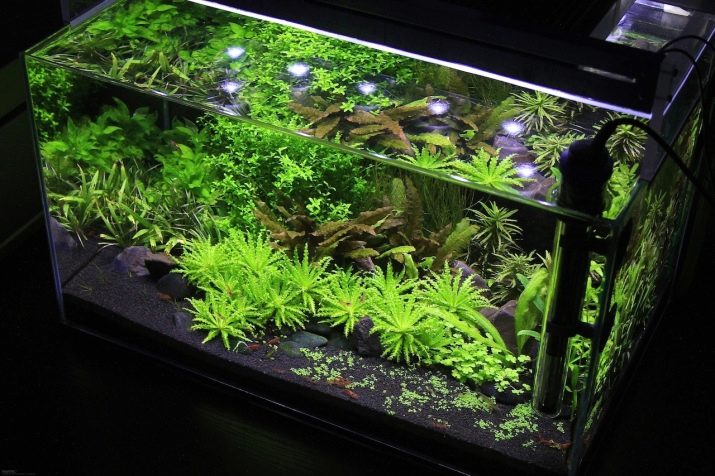 Родостомус (21 фото): зміст акваріумної рибки, сумісність тетри красноносой з іншими рибами, розведення родостомусов в домашніх умовах